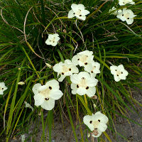 Dietes bicolor